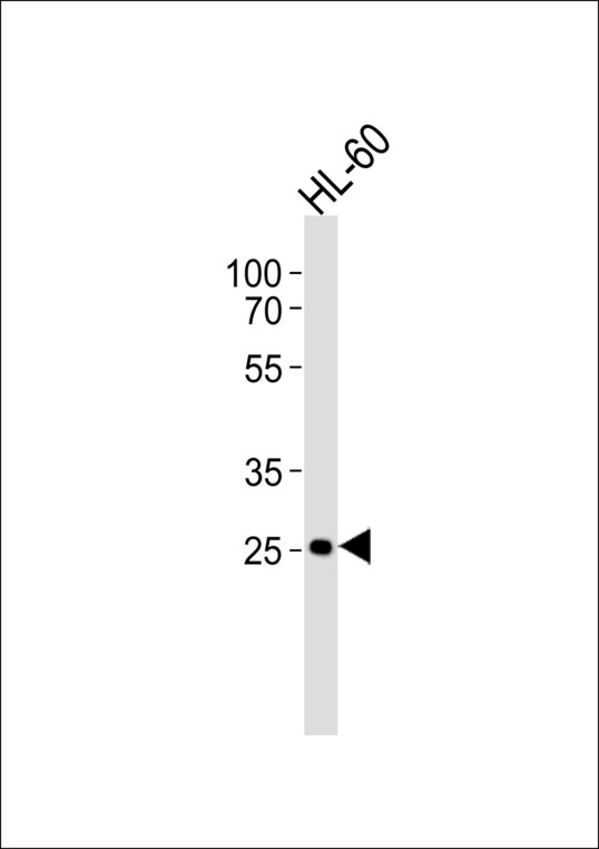 FCGR3B / CD16B Antibody - Western blot of lysate from HL-60 cell line with FCGR3B Antibody. Antibody was diluted at 1:1000. A goat anti-rabbit IgG H&L (HRP) at 1:5000 dilution was used as the secondary antibody. Lysate at 35 ug.