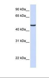 FDXR Antibody - Human liver lysate. Antibody concentration: 1.0 ug/ml. Gel concentration: 12%.  This image was taken for the unconjugated form of this product. Other forms have not been tested.