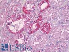 FE65L1 / APBB2 Antibody - Anti-APBB2 antibody IHC of human kidney. Immunohistochemistry of formalin-fixed, paraffin-embedded tissue after heat-induced antigen retrieval. Antibody dilution 1:100.