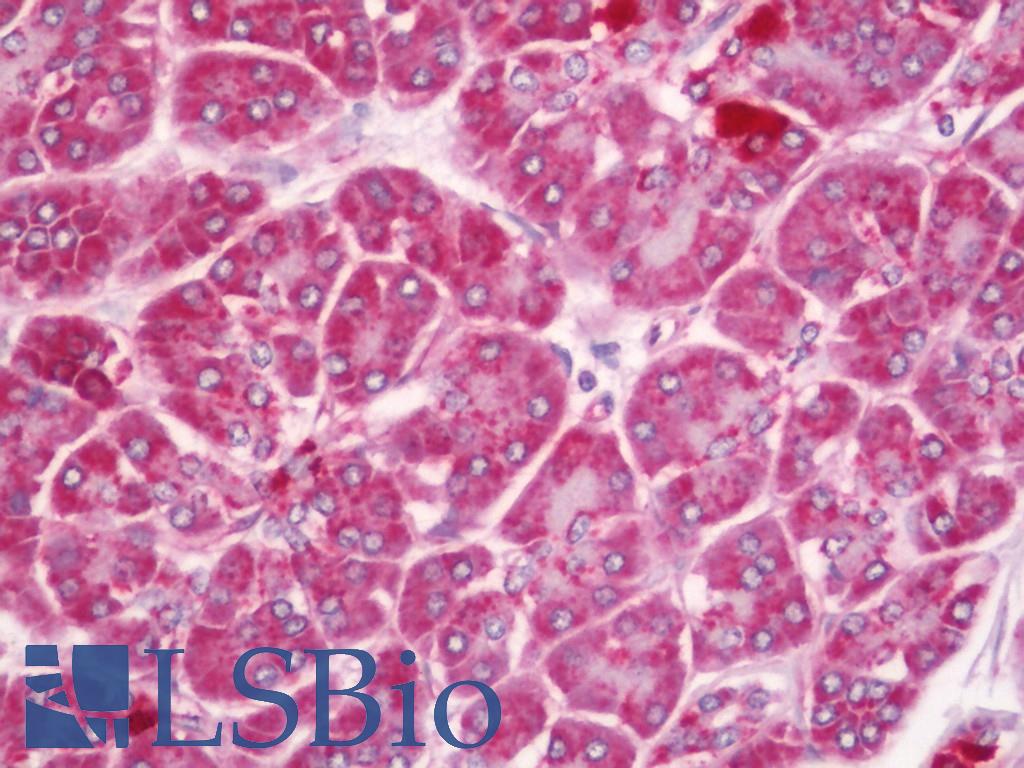 FE65L1 / APBB2 Antibody - Human Pancreas: Formalin-Fixed, Paraffin-Embedded (FFPE)
