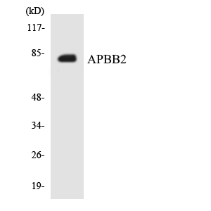 FE65L1 / APBB2 Antibody - Western blot analysis of the lysates from HepG2 cells using APBB2 antibody.