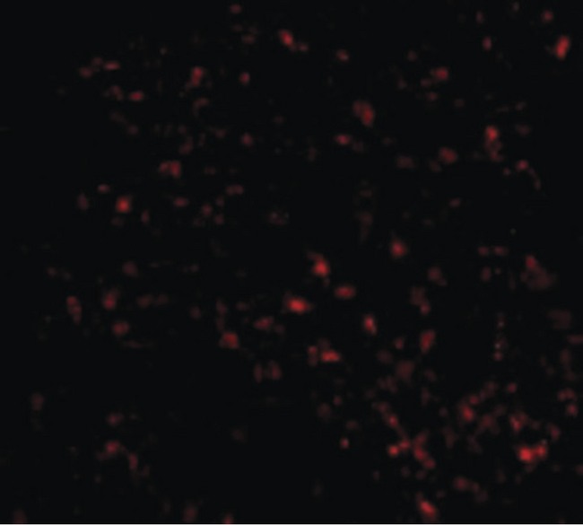 FEM1B Antibody - Immunofluorescence of F1A alpha in Mouse Liver cells with F1A alpha antibody at 20 ug/ml.