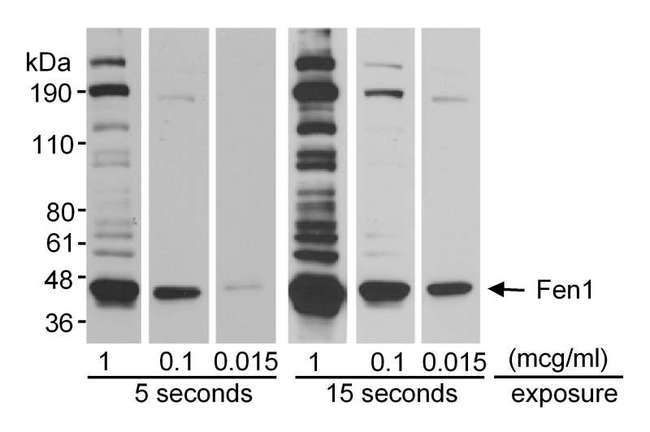 FEN1 Antibody - Detection of Human Fen1 by Western Blot. Samples: Whole cell lysate (20 ug) from HeLa cells separated on a 4-12% PAGE gel. Antibodies: Affinity purified rabbit anti-Fen1 used at the indicated concentrations. Secondary antibody was goat anti-Rabbit HRP conjugate used at 1:40000 (for 0.015 ug/ml anti-Fen1) or 1:60000 (for 1 and 0.1 ug/ml anti-Fen1). Detection: ECL with the indicated exposure.
