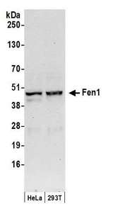 FEN1 Antibody - Detection of human Fen1 by western blot. Samples: Whole cell lysate (50 µg) from HeLa and HEK293T cells prepared using NETN lysis buffer. Antibodies: Affinity purified rabbit anti-Fen1 antibody used for WB at 0.1 µg/ml. Detection: Chemiluminescence with an exposure time of 30 seconds.