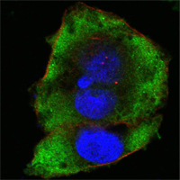 FER Antibody - Confocal immunofluorescence of HeLa cells using FER mouse monoclonal antibody (green). Red: Actin filaments have been labeled with Alexa Fluor-555 phalloidin. Blue: DRAQ5 fluorescent DNA dye.