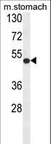 FERMT1 / Kindlin Antibody - Western blot of FERMT1 Antibody in mouse stomach tissue lysates (35 ug/lane). FERMT1 (arrow) was detected using the purified Pab