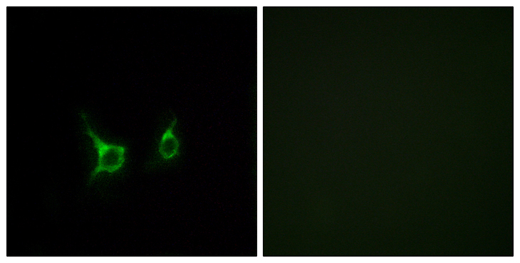 FFAR2 / GPR43 Antibody - Immunofluorescence analysis of COS7 cells, using FFAR2 Antibody. The picture on the right is blocked with the synthesized peptide.