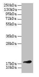 FGF1 / Acidic FGF Antibody - Western blot All lanes: Fibroblast growth factor 1 antibody at 2µg/ml + 293T whole cell lysate Secondary Goat polyclonal to rabbit IgG at 1/10000 dilution Predicted band size: 17 kDa Observed band size: 17 kDa