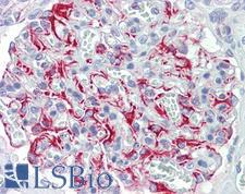 FGF11 / FGF-11 Antibody - Anti-FGF11 / FGF-11 antibody IHC staining of human kidney. Immunohistochemistry of formalin-fixed, paraffin-embedded tissue after heat-induced antigen retrieval.
