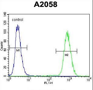 FGF11 / FGF-11 Antibody - FGF11 Antibody flow cytometry of A2058 cells (right histogram) compared to a negative control cell (left histogram). FITC-conjugated goat-anti-rabbit secondary antibodies were used for the analysis.