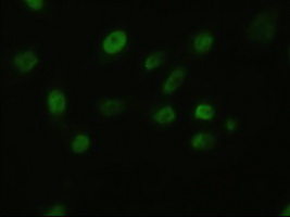 FGF2 / Basic FGF Antibody - Anti-BFGF mouse monoclonal antibody immunofluorescent staining of COS7 cells transiently transfected by pCMV6-ENTRY BFGF.