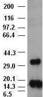 FGF2 / Basic FGF Antibody - bFGF antibody (3D9) at 1:1000 + Recombinant human bFGF.