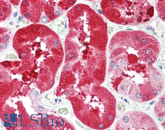FGF5 Antibody - Anti-FGF5 antibody IHC staining of human kidney. Immunohistochemistry of formalin-fixed, paraffin-embedded tissue after heat-induced antigen retrieval. Antibody concentration 5 ug/ml.