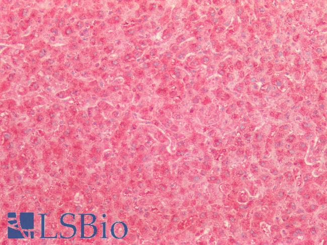 FGF9 Antibody - Human Liver: Formalin-Fixed, Paraffin-Embedded (FFPE)