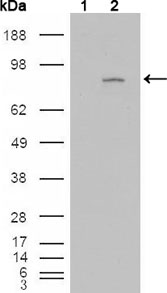 FGFR4 Antibody - Western blot using FGFR4 mouse monoclonal antibody against HEK293T cells transfected with the pCMV6-ENTRY control (1) and pCMV6-ENTRY FGFR4 cDNA (2).