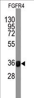 FGFR4 Antibody - Western blot of anti-FGFR4 Monoclonal Antibody by FGFR4 recombinant protein(Fragment 42KD). FGFR4 protein (arrow) was detected using the purified antibody.