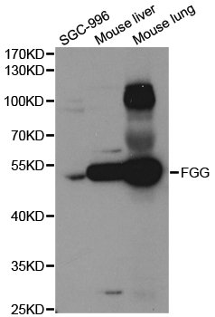 FGG / Fibrinogen Gamma Antibody - Western blot analysis of extracts of various cell lines, using FGG antibody.