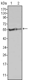 FGR Antibody - Western blot using FGR mouse monoclonal antibody against HL60 (1) Raw264.7 (2) cell lysate.