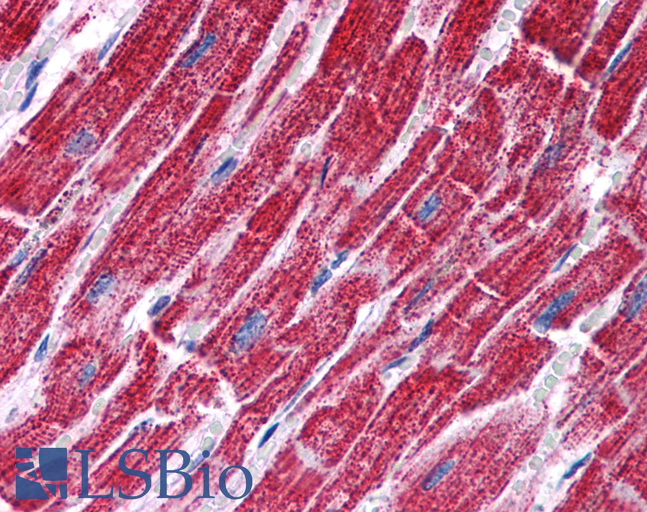 FH / Fumarase / MCL Antibody - Anti-FH / Fumarase antibody IHC of human heart. Immunohistochemistry of formalin-fixed, paraffin-embedded tissue after heat-induced antigen retrieval. Antibody concentration 3.75 ug/ml.