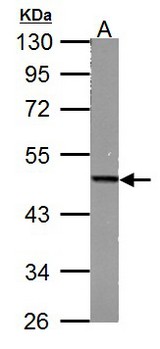 FH / Fumarase / MCL Antibody - Fumarate hydratase antibody [N2C2], Internal detects FH protein by Western blot analysis. A. 50 ug mouse liver lysate/extract. 10% SDS-PAGE. Fumarate hydratase antibody [N2C2], Internal dilution:1:1000.