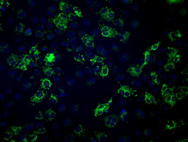 FH / Fumarase / MCL Antibody - Anti-FH mouse monoclonal antibody immunofluorescent staining of COS7 cells transiently transfected by pCMV6-ENTRY FH.