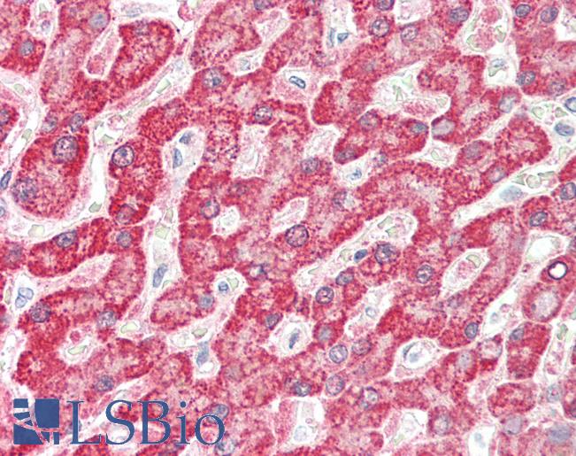 FH / Fumarase / MCL Antibody - Human Liver: Formalin-Fixed, Paraffin-Embedded (FFPE)