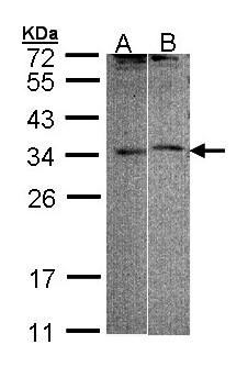 FHL5 Antibody - Sample (30 ug of whole cell lysate). A:293T, B: Raji. 12 % SDS PAGE. FHL5 antibody diluted at 1:1000