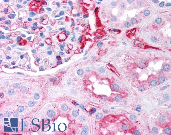 Fibrinogen Antibody - Anti-Fibrinogen antibody IHC of human kidney. Immunohistochemistry of formalin-fixed, paraffin-embedded tissue after heat-induced antigen retrieval. Antibody concentration 5 ug/ml.