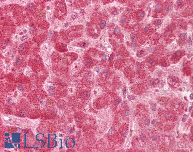 FIS1 Antibody - Anti-FIS1 antibody IHC of human liver. Immunohistochemistry of formalin-fixed, paraffin-embedded tissue after heat-induced antigen retrieval. Antibody concentration 5 ug/ml.