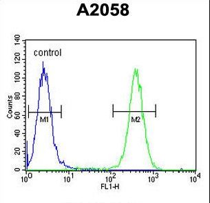 FKBP10 / FKBP65 Antibody - FKBP10 Antibody flow cytometry of A2058 cells (right histogram) compared to a negative control cell (left histogram). FITC-conjugated goat-anti-rabbit secondary antibodies were used for the analysis.