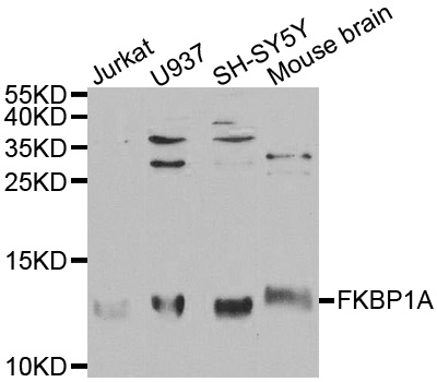 FKBP1A / FKBP12 Antibody - Western blot analysis of extracts of various cell lines, using FKBP1A antibody at 1:1000 dilution. The secondary antibody used was an HRP Goat Anti-Rabbit IgG (H+L) at 1:10000 dilution. Lysates were loaded 25ug per lane and 3% nonfat dry milk in TBST was used for blocking.
