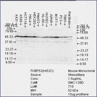 FKBP4 / FKBP52 Antibody - FKBP52 (Hi52C), Cell lines.  This image was taken for the unconjugated form of this product. Other forms have not been tested.