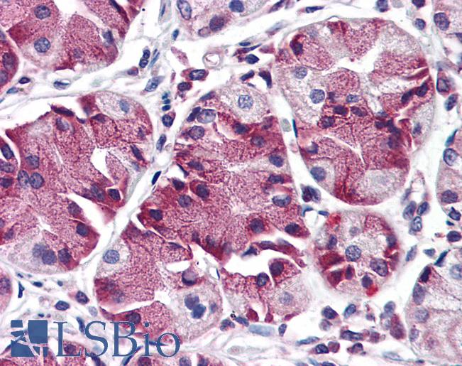 FKSG89 / MBOAT4 Antibody - Anti-MBOAT4 antibody IHC of human stomach. Immunohistochemistry of formalin-fixed, paraffin-embedded tissue after heat-induced antigen retrieval.