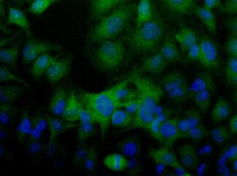 FLCN / Folliculin Antibody - FLCN Antibody - Detection of FLCN (Green) in Hela cells. Nuclei (Blue) are counterstained using Hoechst 33258.