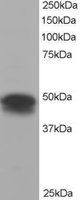 FLOT1 / Flotillin 1 Antibody - FLOT1 antibody staining (0.3 ug/ml) of H460 lysate (RIPA buffer, 35g total protein per lane). Primary incubated for 1 hour. Detected by Western blot of chemiluminescence.