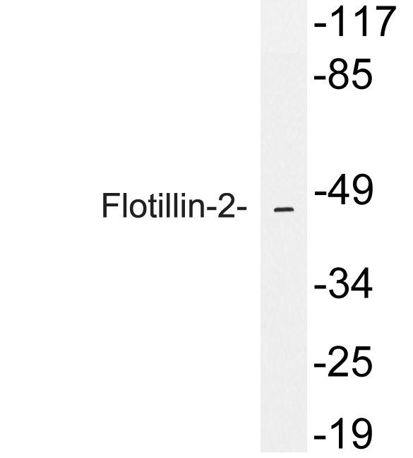 FLOT2 / Flotillin 2 Antibody - Western blot analysis of lysate from A549 cells, using Flotillin-2 antibody.