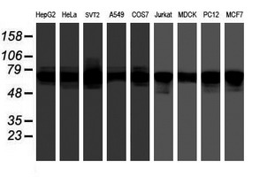 FMR1 / FMRP Antibody - Western blot of extracts (35 ug) from 9 different cell lines by using anti-FMR1 monoclonal antibody (HepG2: human; HeLa: human; SVT2: mouse; A549: human; COS7: monkey; Jurkat: human; MDCK: canine; PC12: rat; MCF7: human).