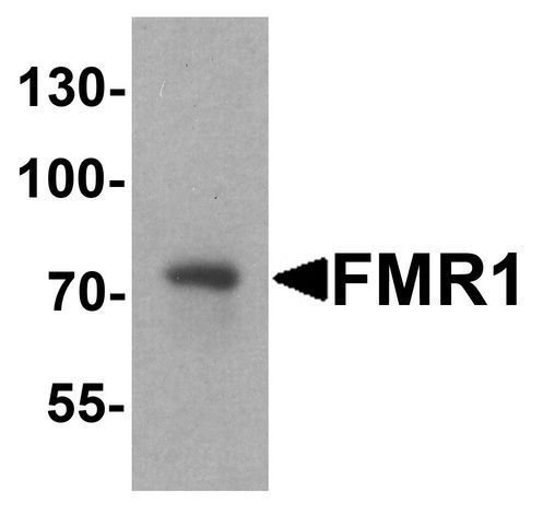 FMR1 / FMRP Antibody - Western blot analysis of FMR1 in rat brain tissue lysate with FMR1 antibody at 1 ug/ml.