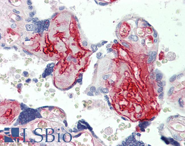 FN1 / Fibronectin Antibody - Anti-FN1 / Fibronectin antibody IHC staining of human placenta. Immunohistochemistry of formalin-fixed, paraffin-embedded tissue after heat-induced antigen retrieval.