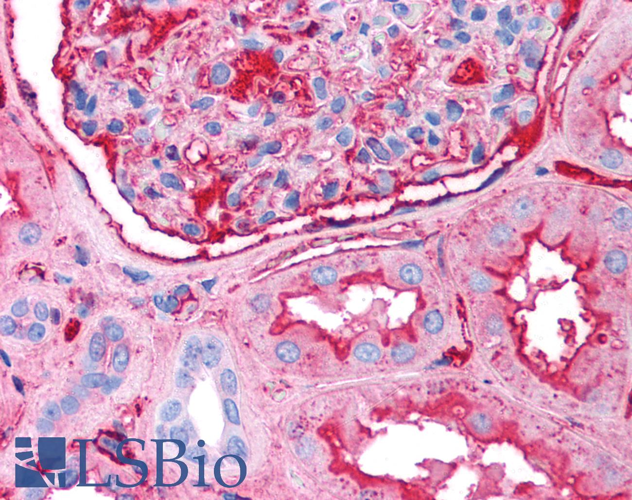 FN1 / Fibronectin Antibody - Kidney: Formalin-Fixed Paraffin Embedded (FFPE)