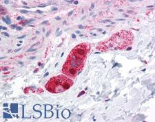 FNIP2 Antibody - Anti-FNIP2 antibody IHC of human colon, submucosal plexus. Immunohistochemistry of formalin-fixed, paraffin-embedded tissue after heat-induced antigen retrieval. Antibody concentration 5 ug/ml.