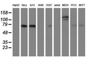 FOLH1 / PSMA Antibody - Western blot of extracts (35 ug) from 9 different cell lines by using g anti-FOLH1 monoclonal antibody (HepG2: human; HeLa: human; SVT2: mouse; A549: human; COS7: monkey; Jurkat: human; MDCK: canine; PC12: rat; MCF7: human).