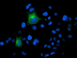 FOLH1 / PSMA Antibody - Anti-FOLH1 mouse monoclonal antibody immunofluorescent staining of COS7 cells transiently transfected by pCMV6-ENTRY FOLH1.