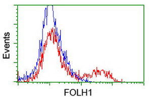 FOLH1 / PSMA Antibody - HEK293T cells transfected with either overexpress plasmid (Red) or empty vector control plasmid (Blue) were immunostained by anti-FOLH1 antibody, and then analyzed by flow cytometry.