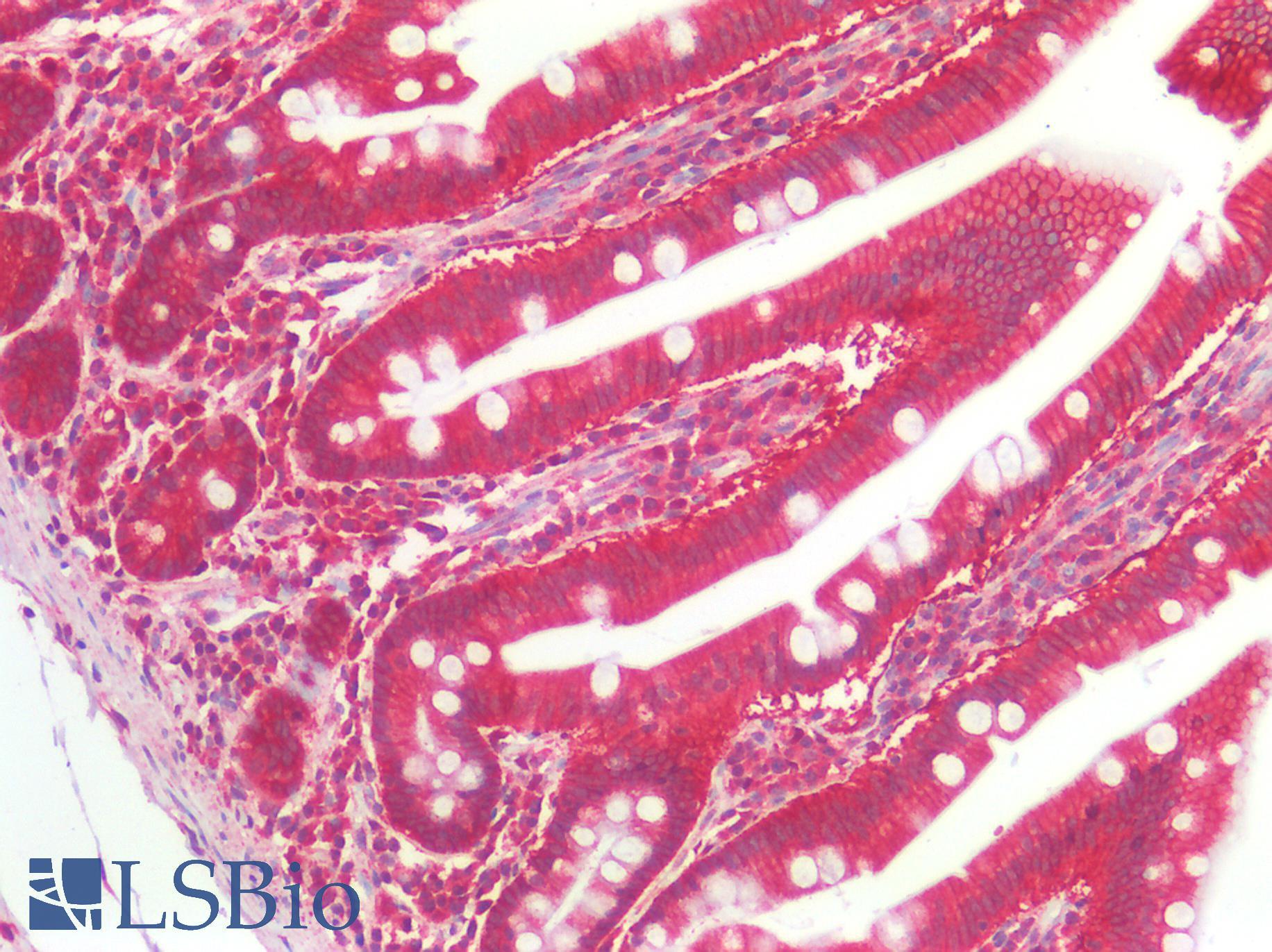 FOLH1 / PSMA Antibody - Human Small Intestine: Formalin-Fixed, Paraffin-Embedded (FFPE)