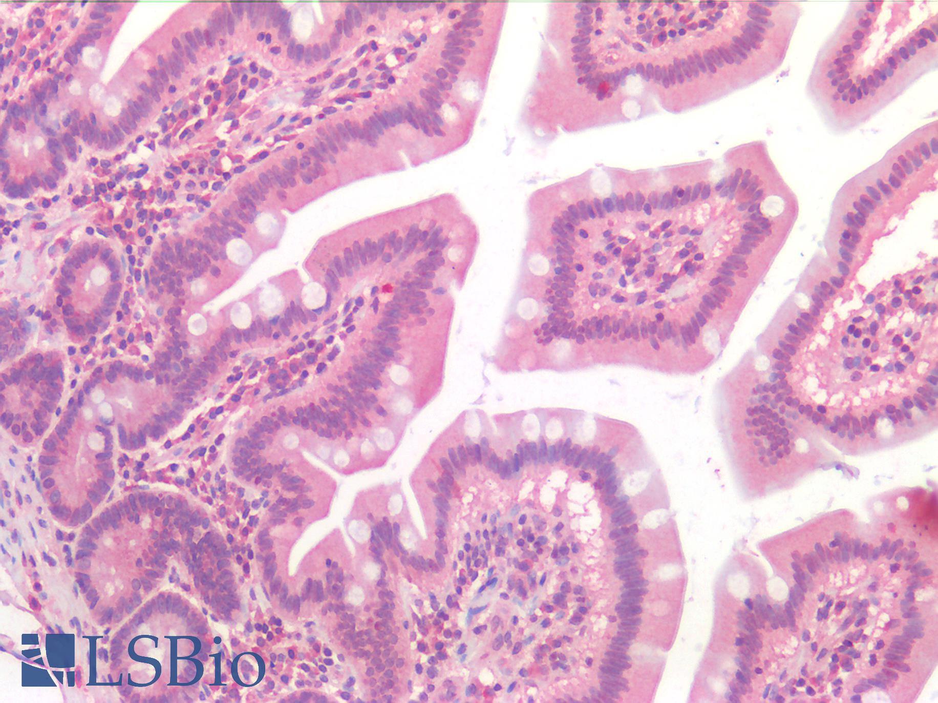 FOLH1 / PSMA Antibody - Human Small Intestine, Paraffin-Embedded (FFPE)