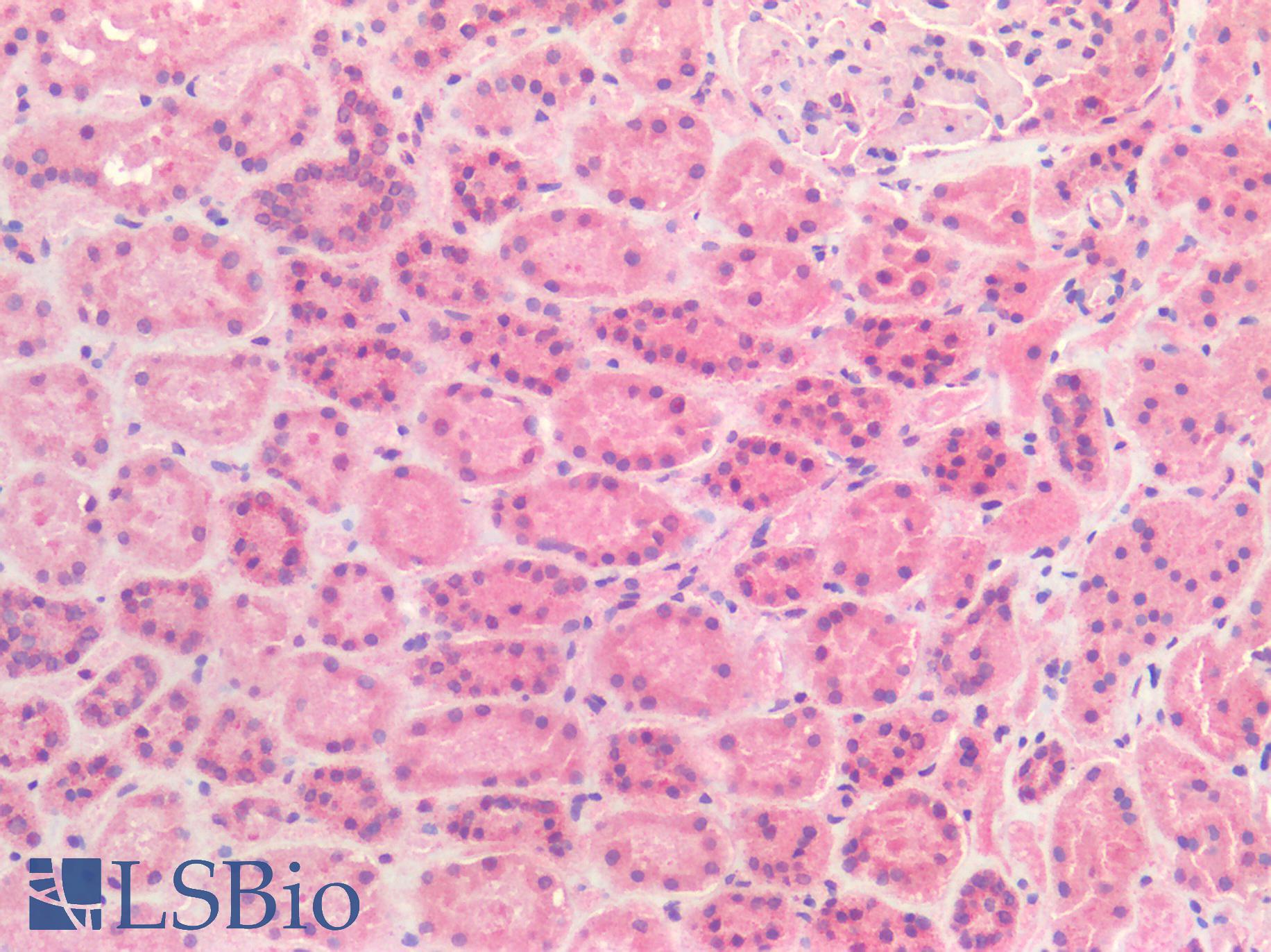 FOLH1 / PSMA Antibody - Human Kidney: Formalin-Fixed, Paraffin-Embedded (FFPE)