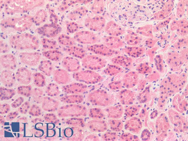 FOLH1 / PSMA Antibody - Human Kidney: Formalin-Fixed, Paraffin-Embedded (FFPE)