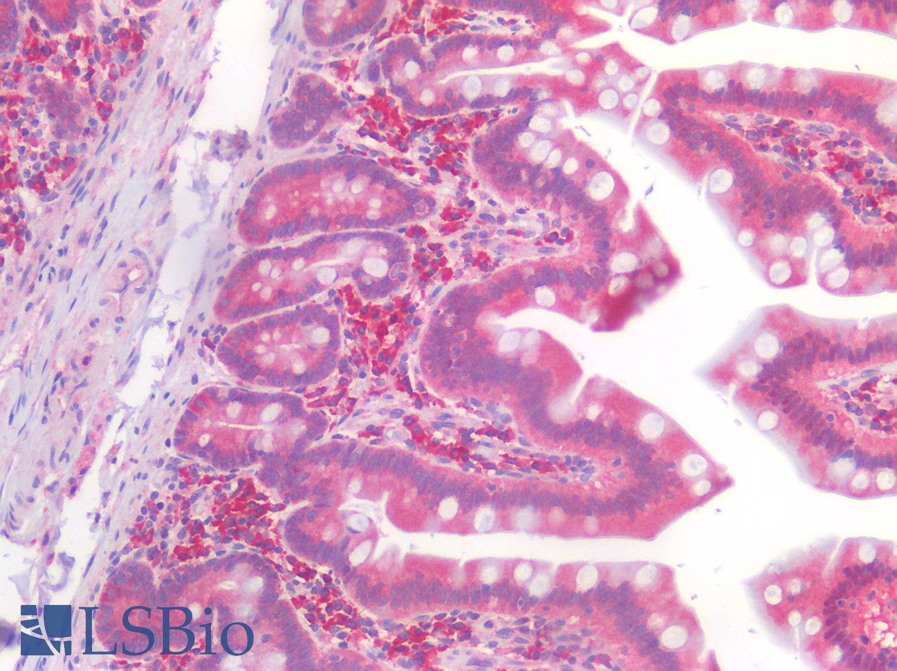 FOLH1 / PSMA Antibody - Human Small Intestine: Formalin-Fixed, Paraffin-Embedded (FFPE)