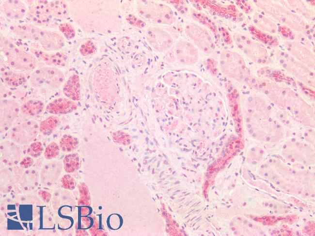 FOLR1 / Folate Receptor Alpha Antibody - Human Kidney: Formalin-Fixed, Paraffin-Embedded (FFPE)